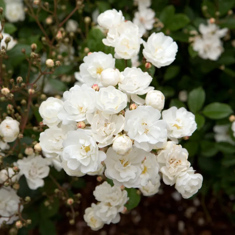 9 Dreamy Flowers to Bring Pantone's Color of the Year to Your Garden