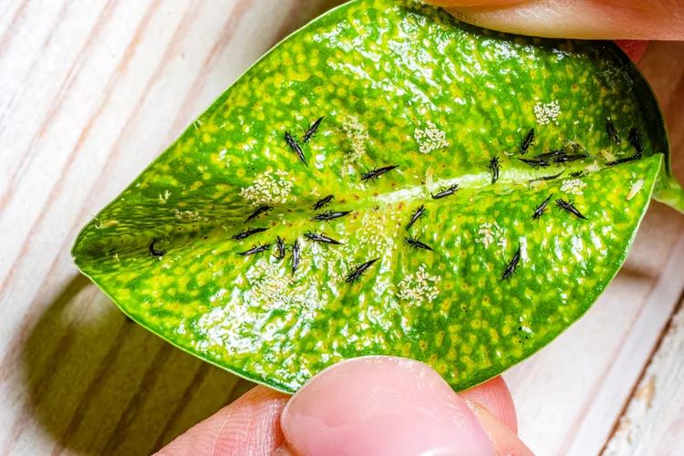 Prevent Thrips on Plants Naturally with These 10 Must-Know Tips