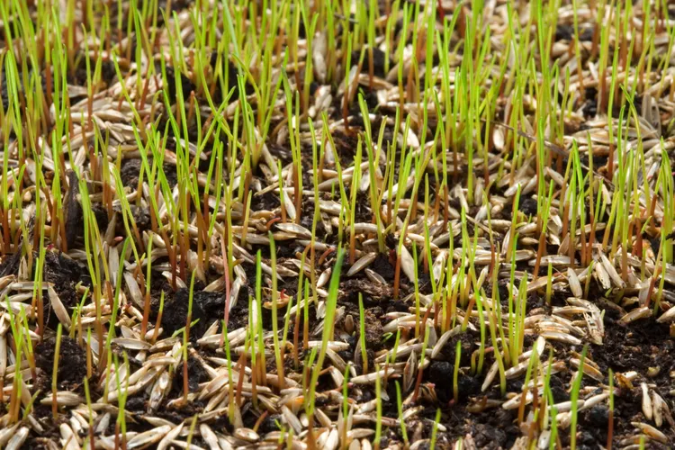 9 Reasons Your Grass Seed Isn’t Sprouting (Plus, What to Do for Better Growth)