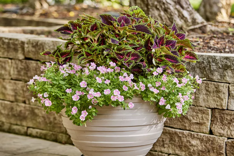 How Many Plants Should You Put in a Container? 5 Must-Know Tips