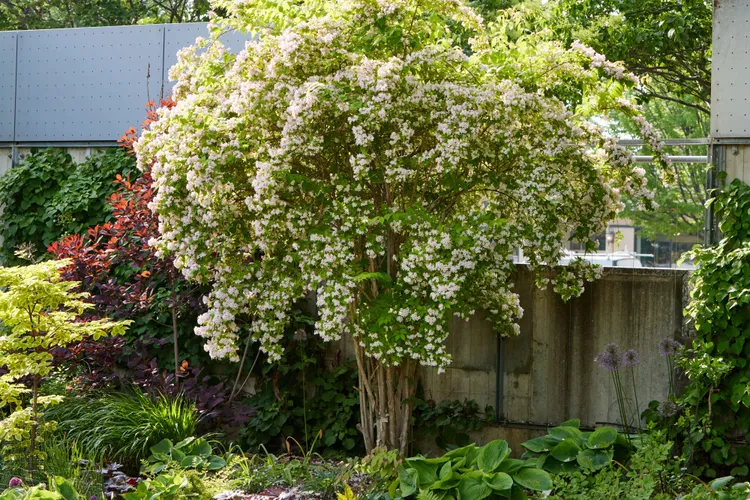 7 Underrated Spring-Blooming Shrubs That Deserve a Place in Your Garden