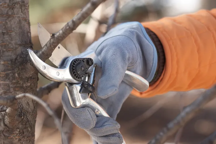 10 Plants You Should Prune in Winter to Boost Spring Growth
