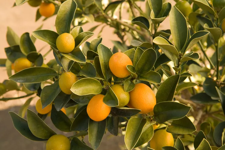9 Simple Citrus Tree Pruning Tips for Stronger Growth