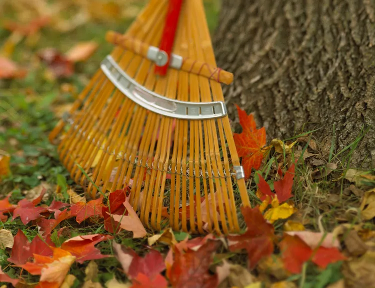 12 Fall Lawn Care Tips for Green, Lush Spring Grass