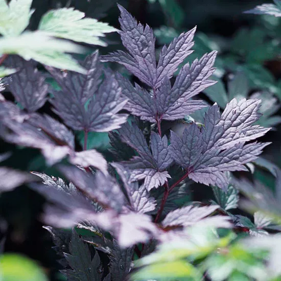 Great Plant Picks Award-Winners for Pacific Northwest Landscapes