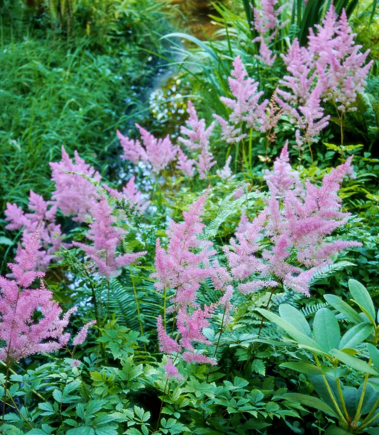 10 Low-Maintenance Perennials for the Northeast